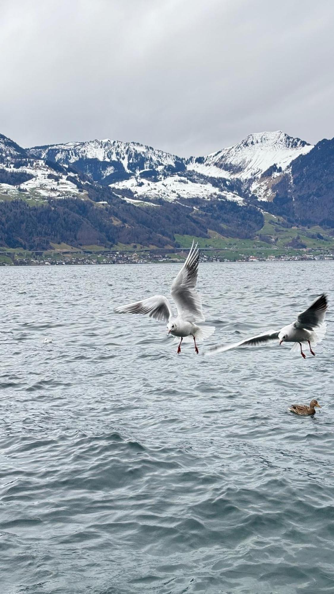 Seehotel Schwert Gersau Dış mekan fotoğraf
