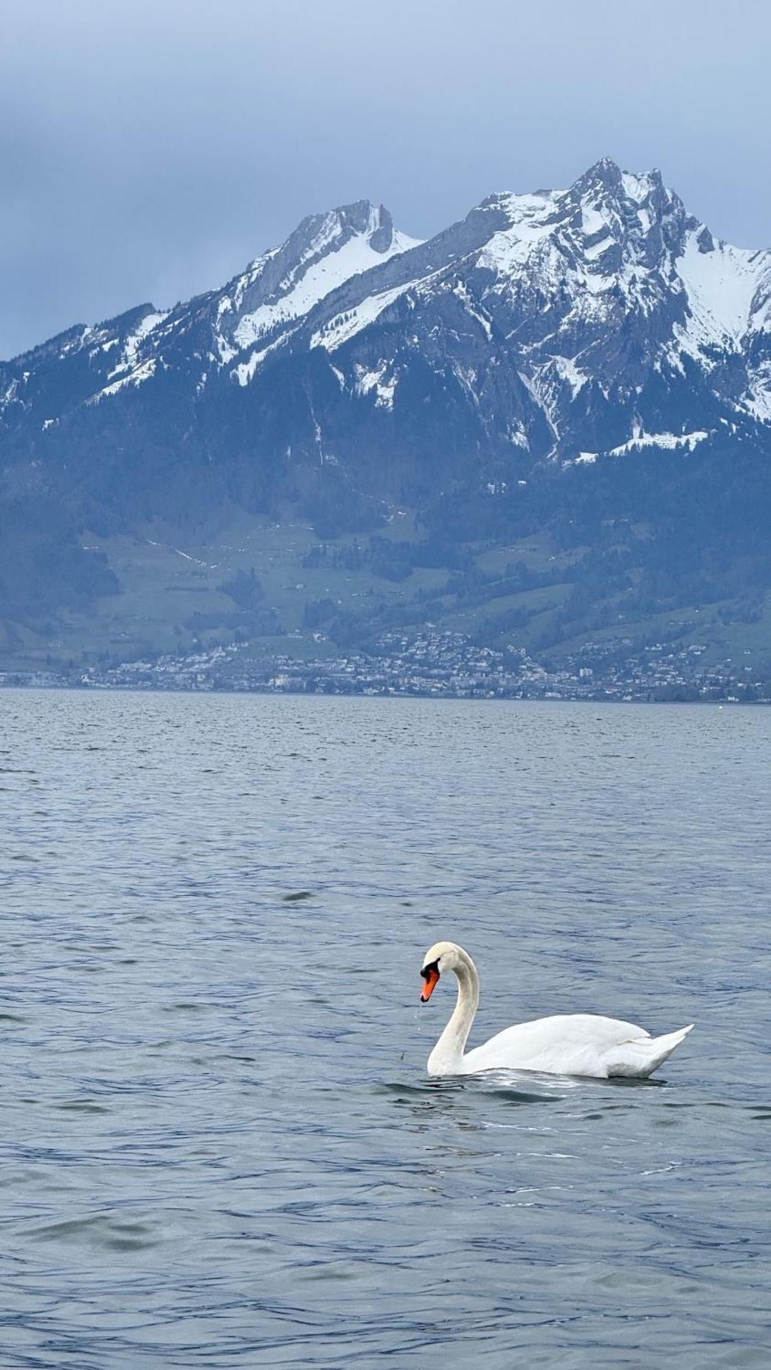 Seehotel Schwert Gersau Dış mekan fotoğraf
